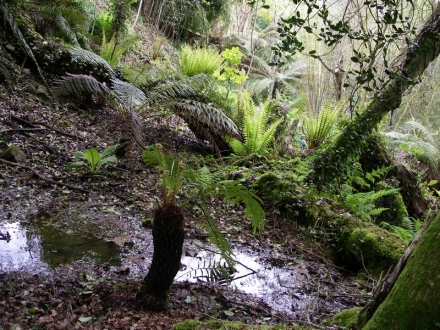 Blechnum Tabulare milieu humide
