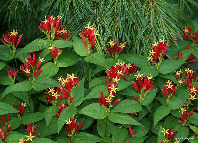 Spigelia marilandica.jpg