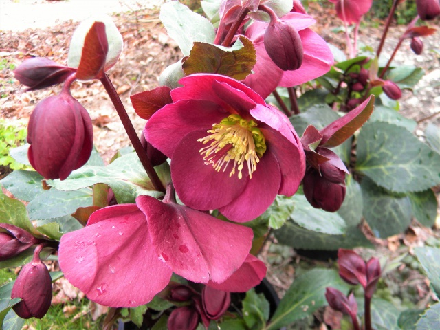 Helleborus x Anna's Red ( détail ).jpg