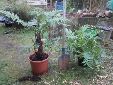 Dicksonia Fibrosa et Blechnum Tabulare entier