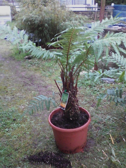 Dicksonia Fibrosa