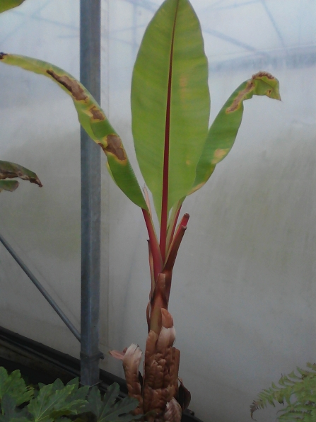 ensete ventricosum