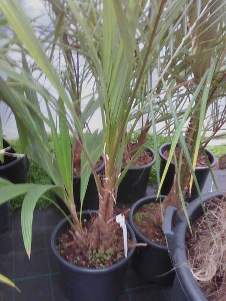 parajubaea thorallyi