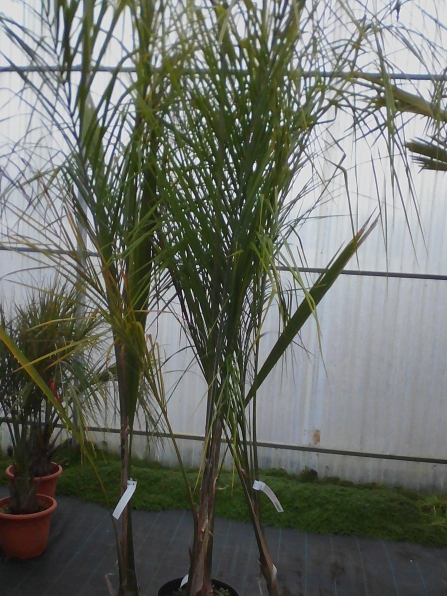 syagrus romanzoffiana