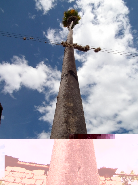 Candidat n°10 Photo A Washingtonia Robusta dans les Andes au Pérou.jpeg