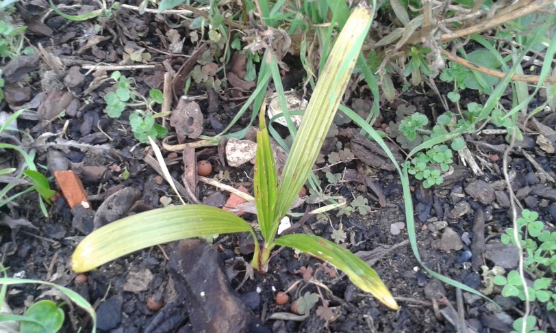 Plantule de waggy,à passé l'hiver en pleine terre avec son pot de plantation.No souci