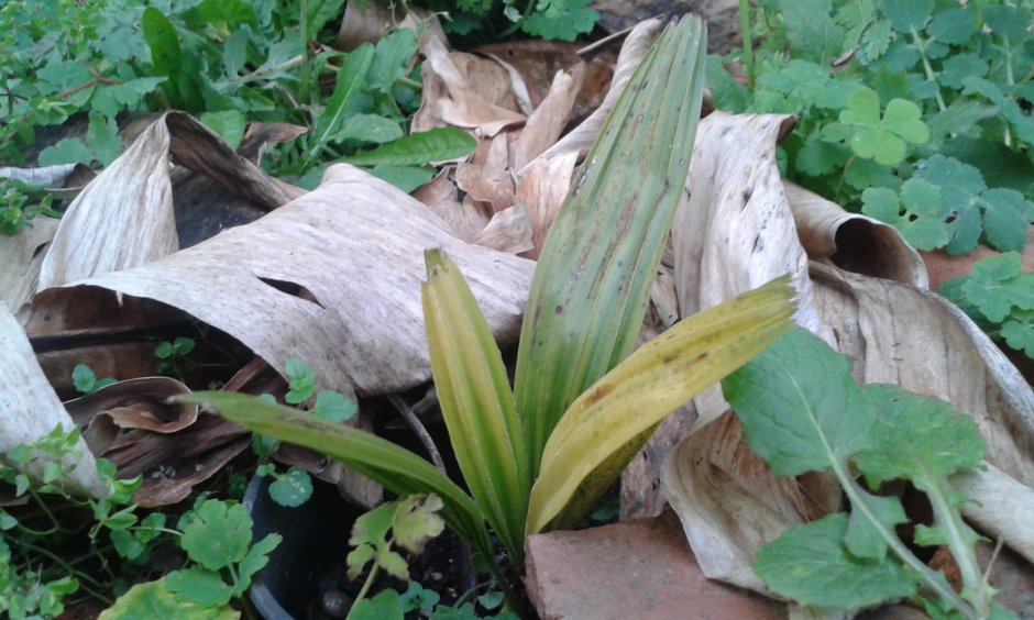 Rhapidophyllum hystrix,à passé l'hiver en pleine terre avec son pot de plantation.No souci.