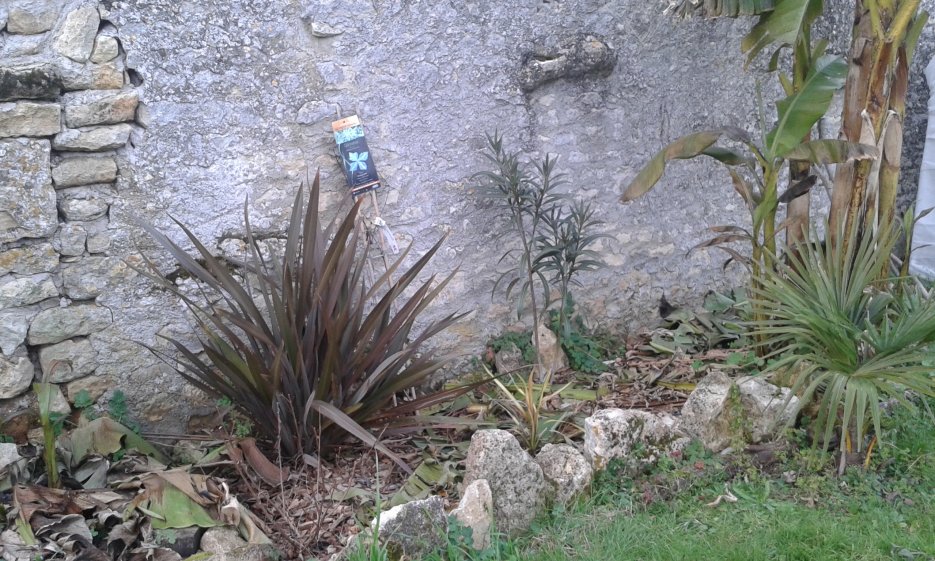 Le phormium a profité et une clématite à été planté pour habiller un peu le mur