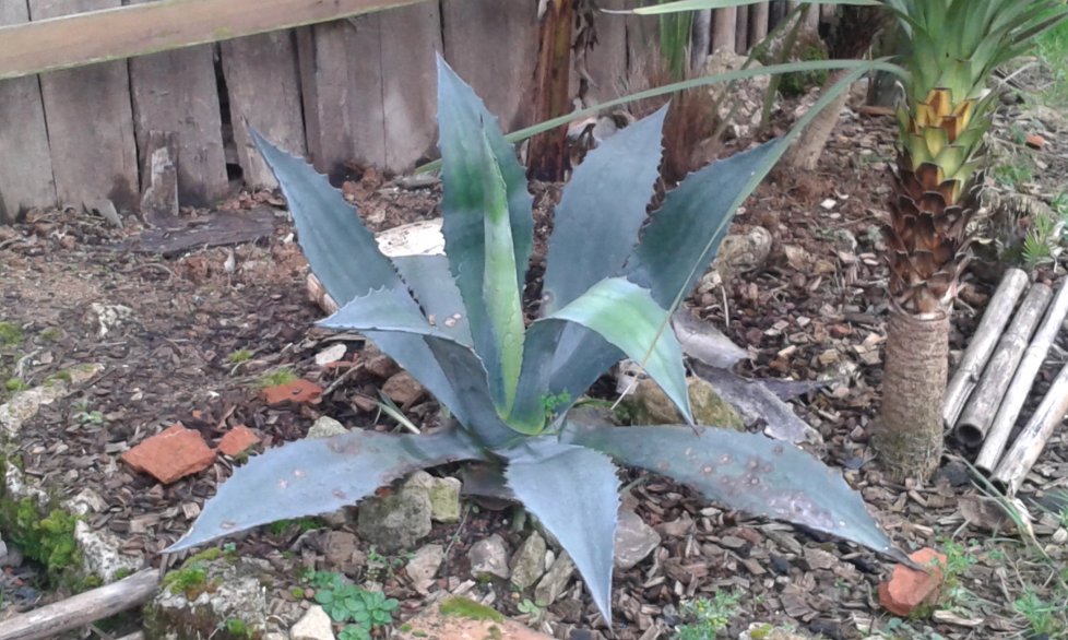 Agave Américana tâchetée de noir