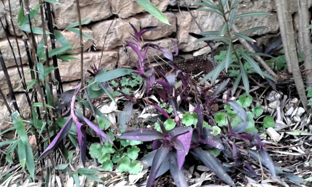 Pour faire un essai ,j'ai laissé dehors cette misère mais abrité du Nord -Ouest,malgré de nombreuses gelées pas perdu la misère,dur à cuire.pourtant une plante d'intérieur