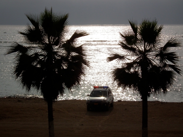Candidat n°10 photo C Surveillance policière entre des Washingtonias, Côte Pacifique, Lima, Pérou.jpeg