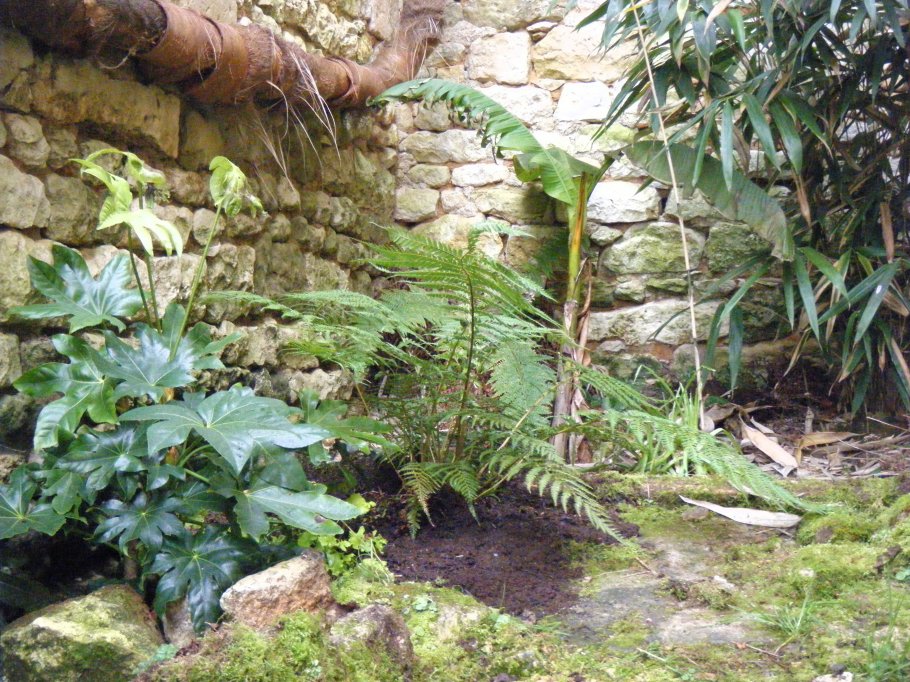 Jardin d'ombre,en cours d'aménagement