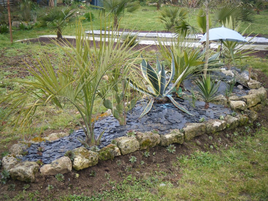 L'Américana panaché à souffert de l'eau,des joubardes ont été planté et font le tour du parterre,histoire d'aider au drainage à l'avenir.