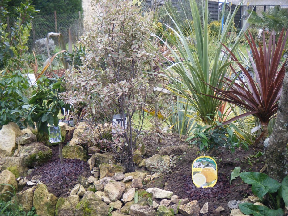 Dans le fond du jardin protéger des vents de Nord-Est par la cabane de jardin yuzu et mandarinier satsuma vont chercher à grandir ,c'est un test.