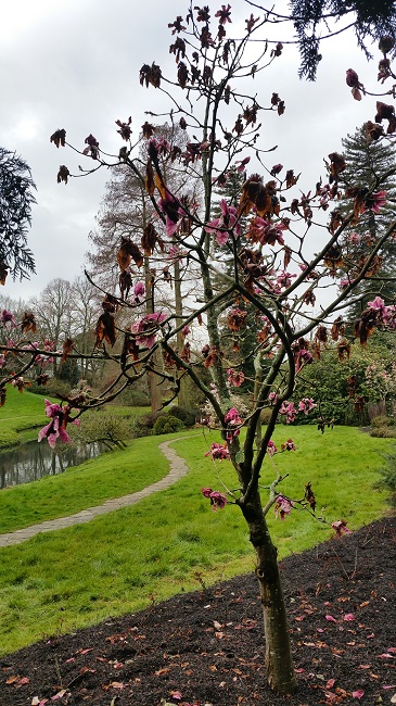 Magnolias Nantes mars 2016.jpg