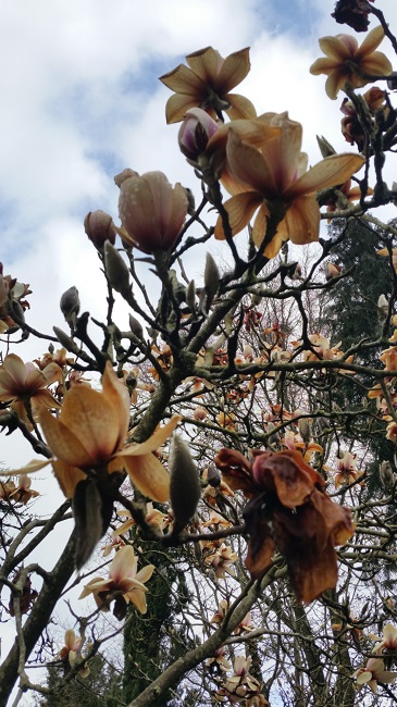 Magnolias Nantes mars 2016 (2).jpg