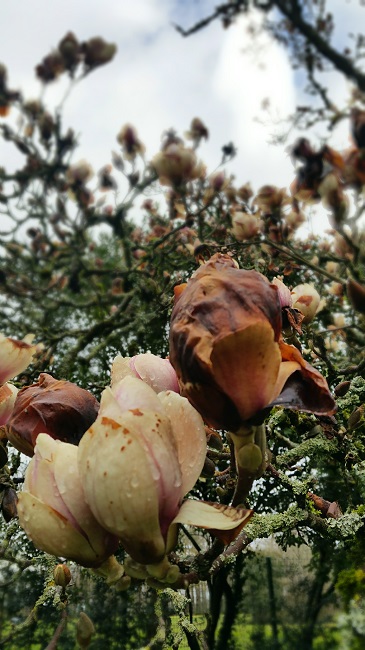 Magnolias Nantes mars 2016 (1).jpg