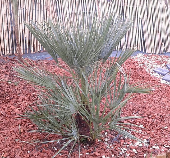 chamaerops humilis cerifera (Copier).JPG