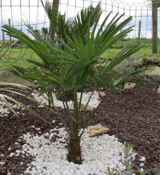 trachycarpus wagnerianus (Copier).JPG