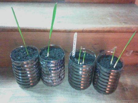 BUTIA CAPITATA DOUBLES ET SIMPLES