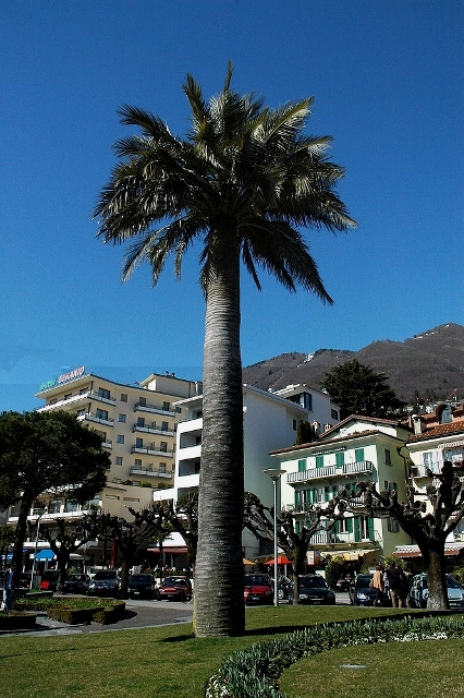 Candidat n°15 Photo B Jubaea Locarno Suisse.jpg