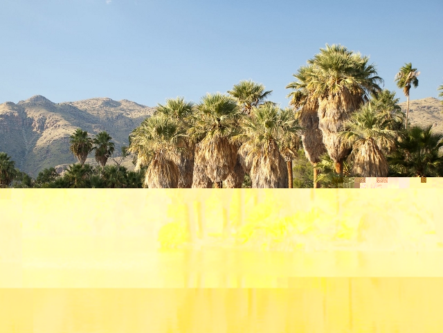 Candidat n°16 Photo A Reflection de filiferas en Arizona.jpg