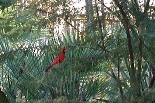 Candidat n°16 Photo C Cardinal 2.jpg