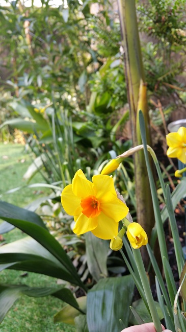 Jonquille 1 12032016.jpg