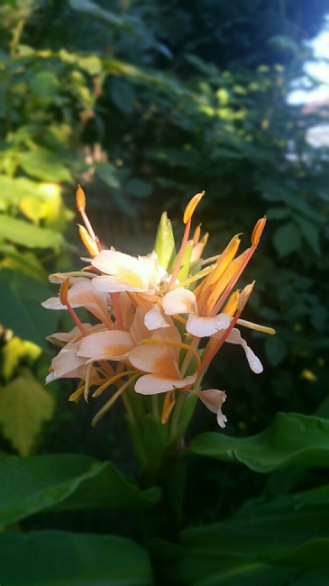 Hedychium du 1er novembre 2015.jpg