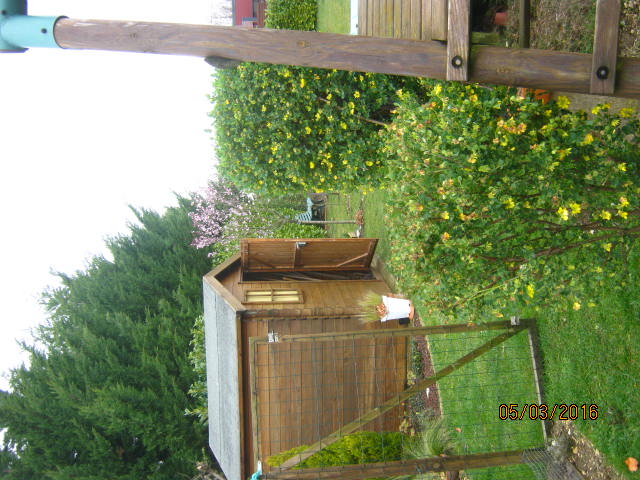 Coronilla glauca en premier plan avec Prunus cerasifera&quot;Nigra&quot;