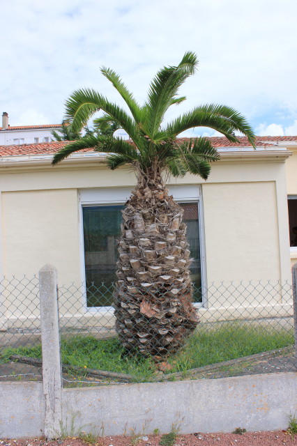 Phoenix canariensis 20120824_0031_1_1.JPG