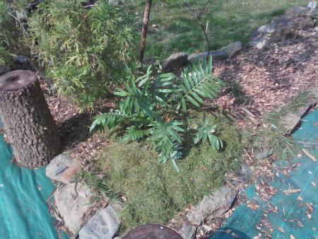 Blechnum Tabulare