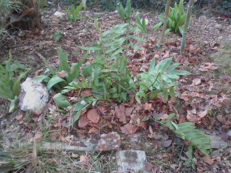 Blechnum Tabulare N°2