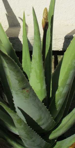 inflo aloe vera (Copier).JPG