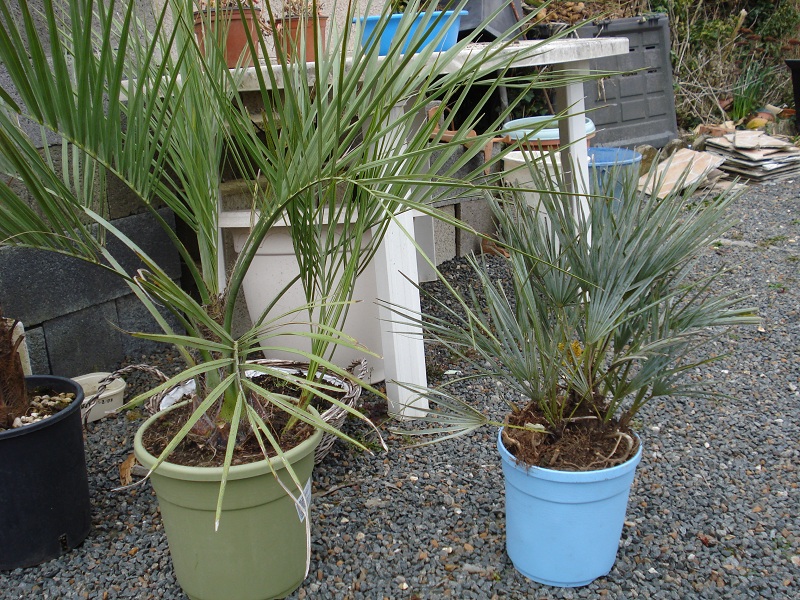 et pour finir le butia double stipe et le cerifera