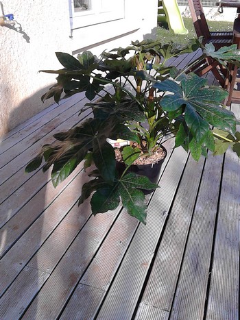 ARALIA SIEBOLDII.jpg