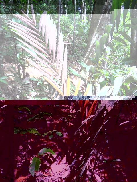 Candidat n°24 Photo A Guyane nov 2010.JPG