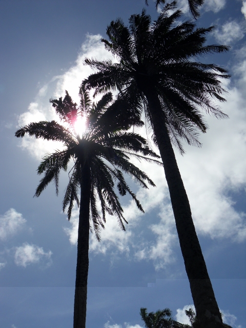 Candidat n°24 Photo B Guyane nov 2010.JPG