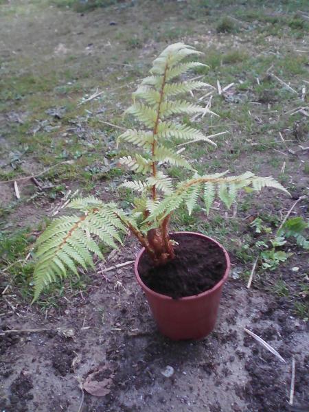 Cyathea ?