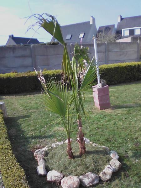 washingtonia robusta