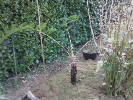 cyathea cooperi plantée le 24/ 03 /16