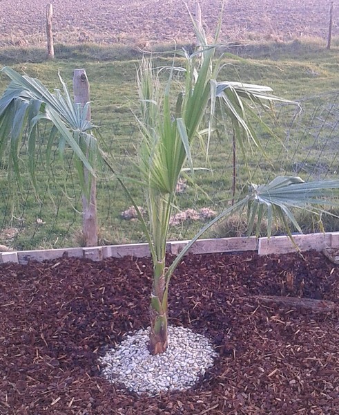 washingtonia robusta (Copier).JPG