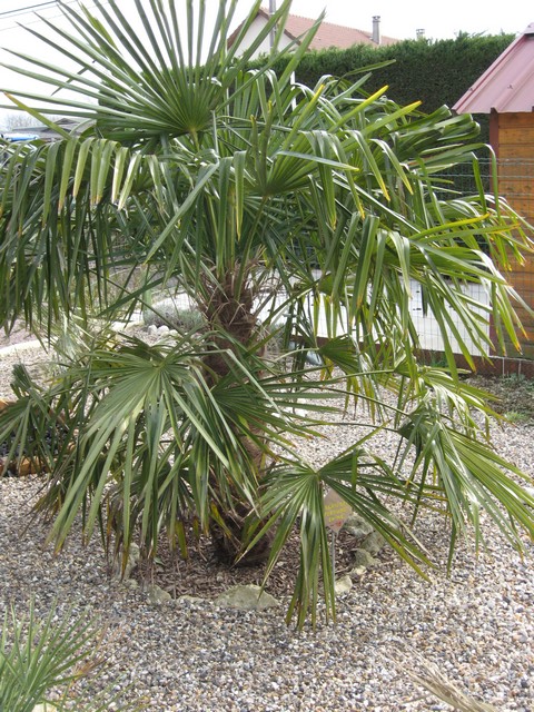 trachycarpus fortunéi