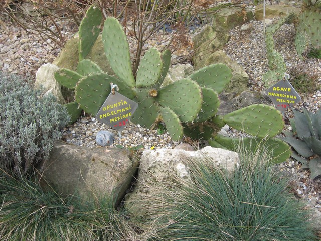 opuntia engelmani