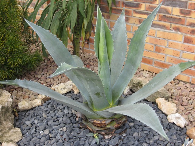agave américana, j'ai coupé quelques feuilles qui touchait la terre et étaient tachées
