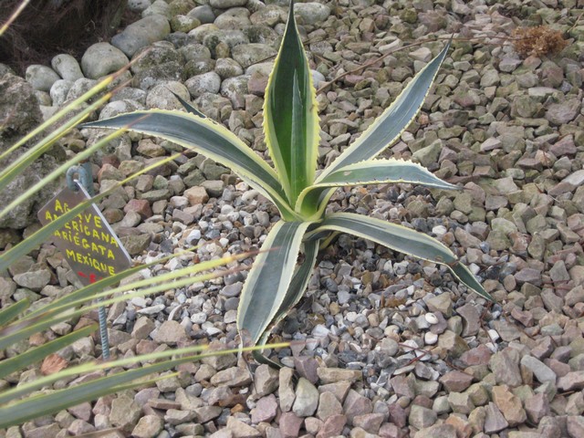 agave américana variégata