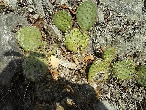 Opuntia humifosa(?)