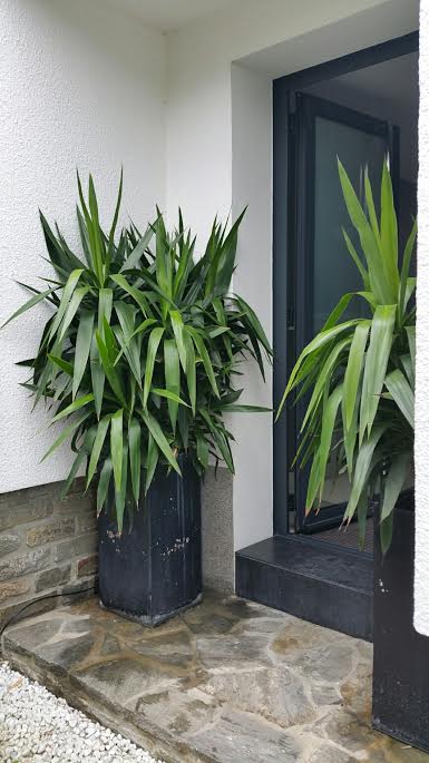 Yucca elephantipes chez moi.jpg