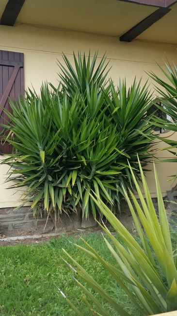 Yucca elephantipes 3 Nantes 032016.jpg
