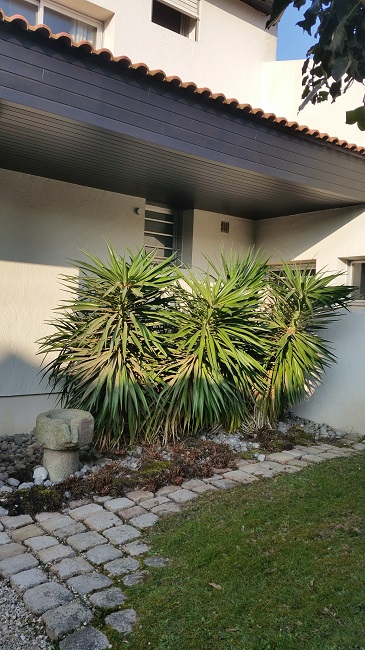 Yucca elephantipes Nantes 032016.jpg